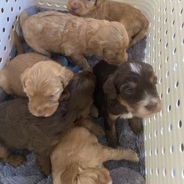 Australian Labradoodle and Double Doodle Puppies from Little Kingdom Doodles