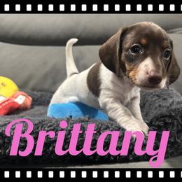 Brittany - Chocolate and tan female Dachshund puppy in Flint, Texas from ZMC Acres Doxies