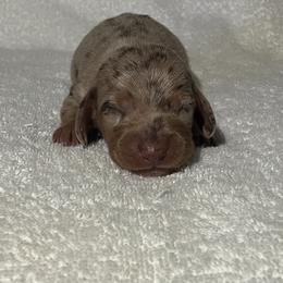 Waffles - Chocolate and tan male Dachshund puppy in Mocksville, North Carolina from The Dachs of Hazzard Dachshunds