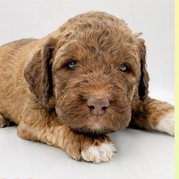 Wyatt - Sable male Saint Berdoodle puppy in Beach, North Dakota from Badland St. Berdoodles LLC