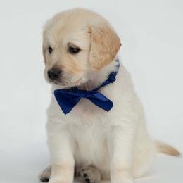 Golden Retriever Puppies from Valley County Goldens