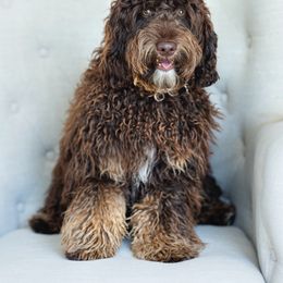 Schmidt - Australian Labradoodle
