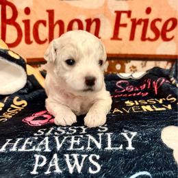 Toby - White and buff male Bichon Frise puppy in Lavon, Texas from Sissy’s Heavenly Paws