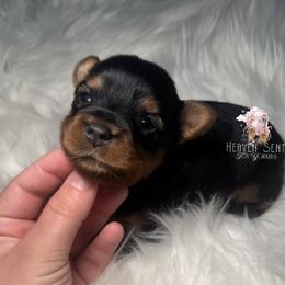 Rocky - Black and gold male Yorkshire Terrier puppy in Riverside, California from Heaven_sent_toy_yorkies