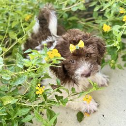 Sophie - Black and white female Aussiedoodle puppy in Eastman, Georgia from Dood B Ranch