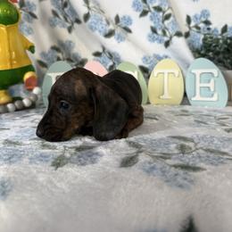 Mary - Brindle female Dachshund puppy in Temecula, California from Naomi Magee's Dachshund Kennel