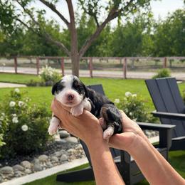 Lottie - Tri-color female Bernedoodle puppy in Yuba City, California from Ranch House Doodles