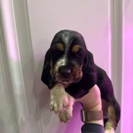 Lord Voldemort - Black white and brown male Basset Hound puppy in Leroy, Michigan from Iron Sentry Farms