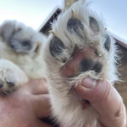 Anatolian Shepherd Dog and Great Pyrenees Puppies from Three Little Birds Farm