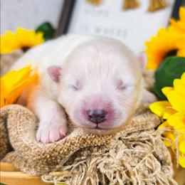 Arrow - White and biscuit female Samoyed puppy in West Jordan, Utah from Rocky Mountain Samoyeds