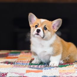 Pembroke Welsh Corgi Puppies from Indiana Corgis LLC