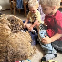 Australian Shepherd Puppies from South Dakota Creekside Australian Shepherds