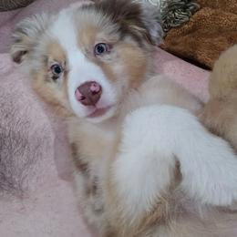 Rose - Red merle female Australian Shepherd puppy in Abilene, Texas from S&K Aussies N' Rotties