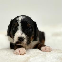 Thunderlane - Tri-color male Bernedoodle puppy in Clermont, Florida from Shadow Bernedoodles & Dog Training