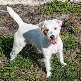 Parson Russell Terrier Puppies from Barnun Kennel