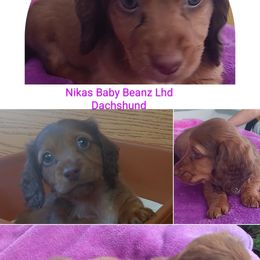 Dachshund Puppies from Nikas Baby Beanz LH Dachshunds
