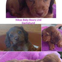 Dachshund Puppies from Nikas Baby Beanz LH Dachshunds