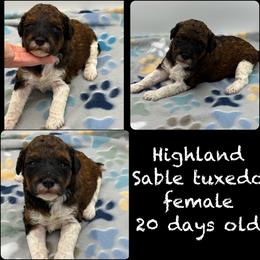 Highland - Parti female Poodle puppy in Wheatland, California from Sapphire Ridge Poodles