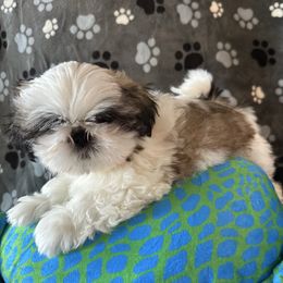 Boy 1 - Gold and white male Shih Tzu puppy in Strafford, Missouri from Intuition Shih Tzu