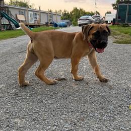 Risk - Tawny female Boerboel puppy in Flemingsburg, Kentucky from Aussgardian Boerboels