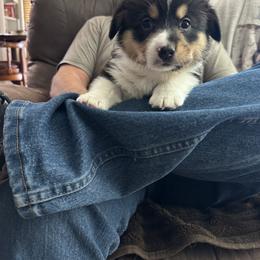 Pembroke Welsh Corgi Puppies from Dash'n Corgis of AZ