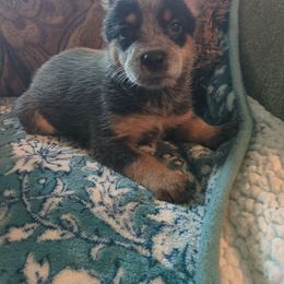 Cypress - Blue speckled female Australian Cattle Dog puppy in Mena, Arkansas from Red Desert Australian Cattle Dogs