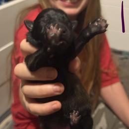 Purple - Fawn sable female Belgian Malinois puppy in Boise, Idaho from Wings of Freedom Retrievers and Malinois