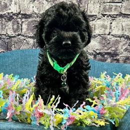 Ross - Black and white male Cockapoo puppy in Lancaster, Missouri from Cavapoo Acres