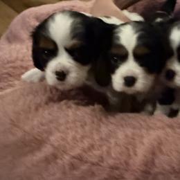 Cavalier King Charles Spaniels from Royal Roots Cavaliers