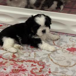 GIRL 3 - Red and white female Shih Tzu puppy in Centralia, Washington from FRUFFLES SHIH TZUS