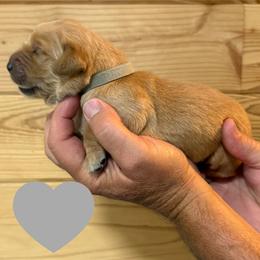 Washington (Gray) - Golden male Golden Retriever puppy in Cadillac, Michigan from K & M Golden Retrievers