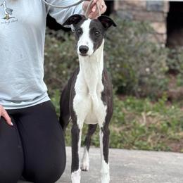 Nellie - White and black female Whippet puppy in Saratoga Springs, New York from Rosmoor Whippets