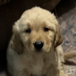 Red Collar - Golden Retriever puppy from Nacimiento Golden Dogs