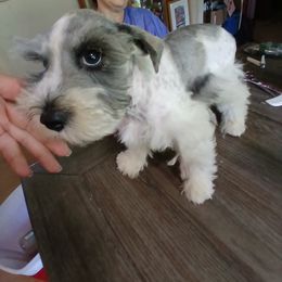 Miniature Schnauzer Puppies from Templin Pups