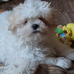 Shichon Puppies from Megen D Conroy