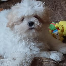 Shichon Puppies from Megen D Conroy