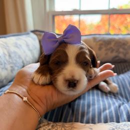 Sailor - Red female Australian Labradoodle puppy in Summerfield, North Carolina from Four Oaks Labradoodles