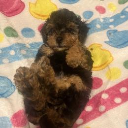 Simon - Black and tan male Yorkipoo puppy in Gastonia, North Carolina from Dynasty Kennel