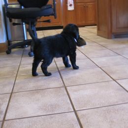 Flat-Coated Retriever Puppies from Beacon's Flat-Coated Retrievers