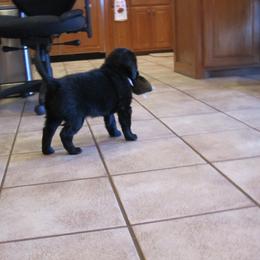 Flat-Coated Retriever Puppies from Beacon's Flat-Coated Retrievers