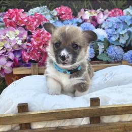 Pembroke Welsh Corgi Puppies from AW Corgis
