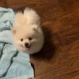 Boy 1 - Cream parti male Pomeranian puppy in Houston, Texas from Lola’s Poms