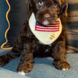STRIPES - Chocolate male Australian Labradoodle puppy in Valley Springs, California from Blue Denim Doodles