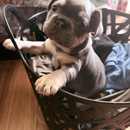 Winsto - Fawn brindle and white male French Bulldog puppy in East Greenwich, Rhode Island from DaSilvas Estrella AKC