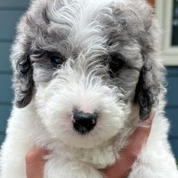 Australian Mountain Doodles, Bernedoodles, and Double Doodles from Jeanie’s Doodles