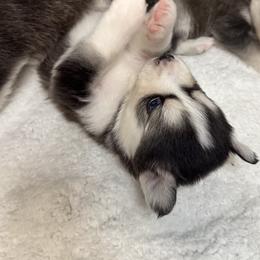 Pomsky All Grown Up from Full Moon Pomskies