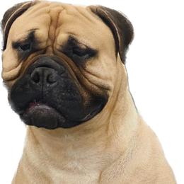 Skye - Bullmastiff