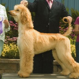 Afghan Hounds and Havanese from Dragonfly Kennels
