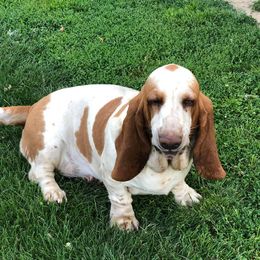 Basset Hounds from Kelly's Basset Hounds