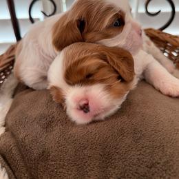 Cavalier King Charles Spaniel Puppies from Holston Mountain Cavaliers
